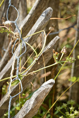 French Fencing with Wild Grass II