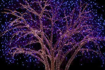 Christmas Lights on Cottonwood Tree