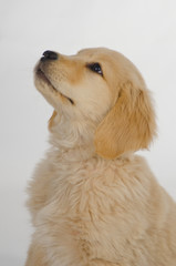 Golden Retriever Puppy