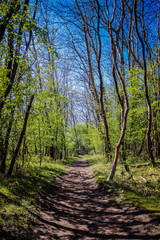 Pathway through the forest