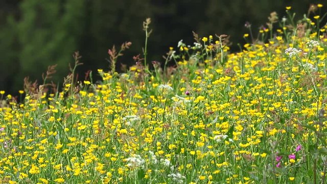 fiori delle alpi con brezza primaverile