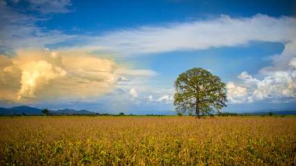 Fototapeta premium big tree
