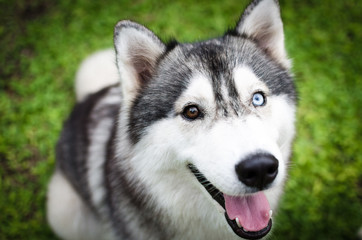 husky