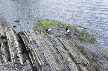 Northern bird in the harsh conditions of northern summer