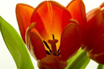 Orange and red tulip flowers closeup
