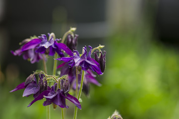 Columbine