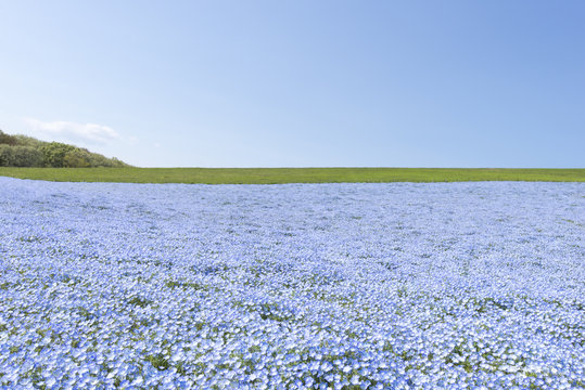 31 Best ネモフィラ インシグニスブルー Images Stock Photos Vectors Adobe Stock