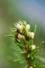 Flower conifer spruce on a light background, selective focus, spring landscape, macro. Blank cards, print, abstract background