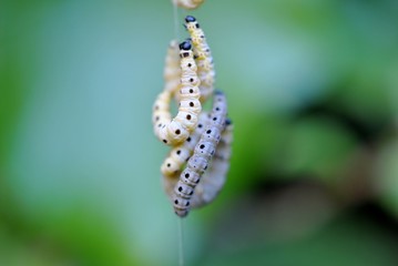Traubenkirschen-Gespinstmotte