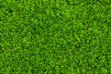 Green leaves as a hedge