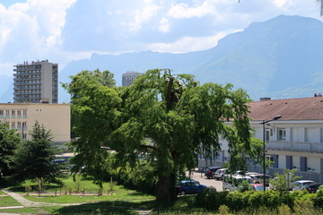 Arbre vers l'h&ocirc;pital nord de grenoble