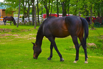 A beautiful racehorse is grazing on a green meadow