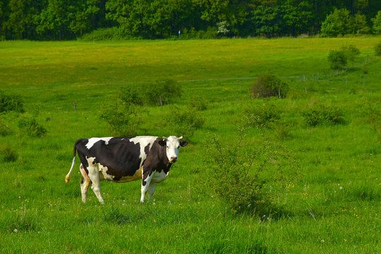 Livestock breeding, white - black cow