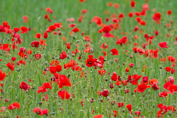 Many poppies in a field a cloudy sommer day