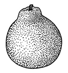 Tangelo illustration, drawing, engraving, ink, line art, vector