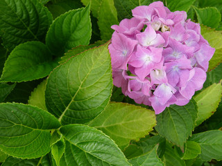 PINK HYDRANGEA 03