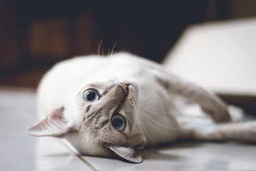 Soft focus a cat relaxing on a floor in vintage color style