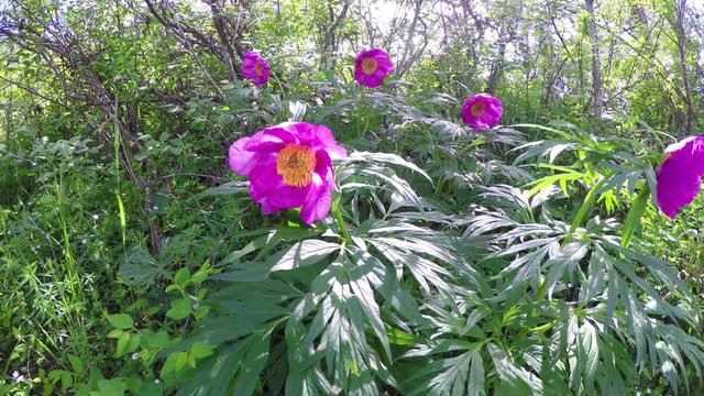 Paeonia anomala at taiga forest close-up. In the wild nature of the Altai Mountains.
