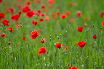Many poppies in a field a cloudy sommer day