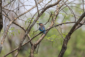 Indian Roller Looking On The Tree,Thailand.