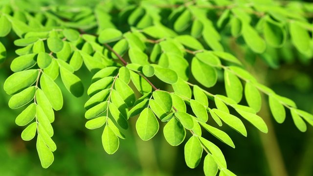 Moringa in the sun, malunggay
