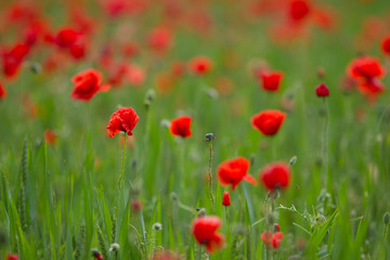 Many poppies in a field a cloudy sommer day