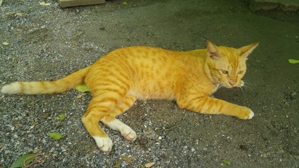 A big cat hide from human.