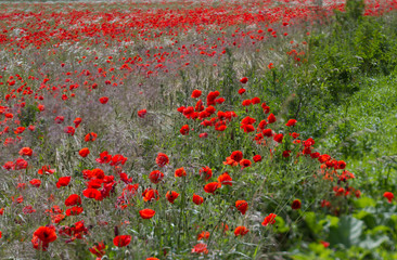 Obraz premium Many poppies in a field a cloudy sommer day