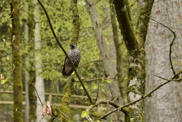Tannenhäher, Nucifraga caryocatectes