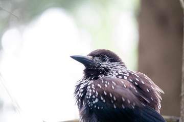 Spotted nutcracker