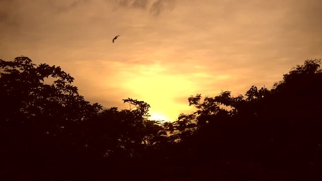 Bird silhouette is flying freely in the sunset sky