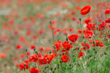 Many poppies in a field a cloudy sommer day