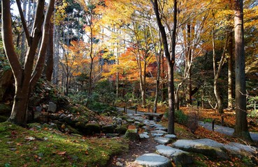Beautiful autumn scenery of a Japanese garden with stepping stones through the colorful maple forest famous public natural park for its fall foliage, in Ohara, Kyoto, Japan