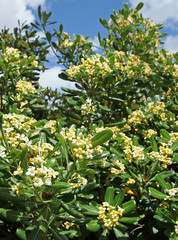 Fototapeta premium Pittosporum tobira