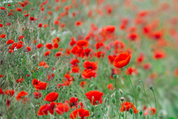 Fototapeta na wymiar Many poppies in a field a cloudy sommer day
