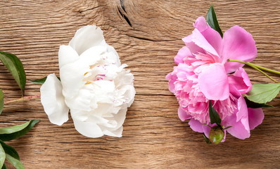 Colored peonies background