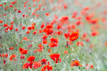 Many poppies in a field a cloudy sommer day