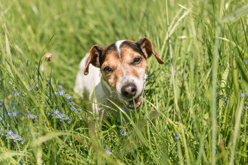 kleiner Hund sitzt in der Weise und kaut genüsslich Gras - Jack Russell Terrier 10 Jahre alt