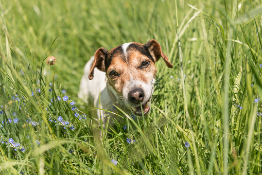 kleiner Hund sitzt in der Weise und kaut gen&uuml;sslich Gras - Jack Russell Terrier 10 Jahre alt