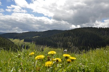 Landschft an der Schwarzwald Hochstraße