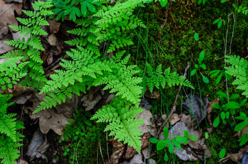 Green fern in a forest