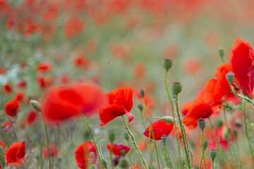 Fototapeta na wymiar Many poppies in a field a cloudy sommer day