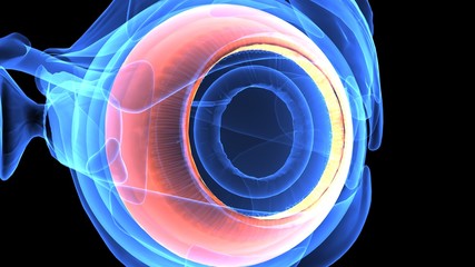 3d illustration human body eye anatomy