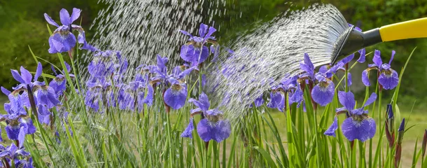 Crédence de cuisine en verre imprimé Iris arrosage des fleurs d& 39 iris