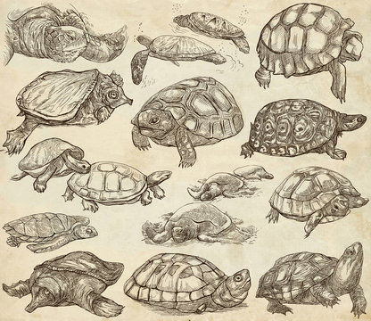 Turtles - collection of hand drawings, freehand sketches on old paper.