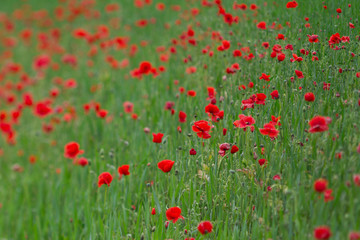 Many poppies in a field a cloudy sommer day