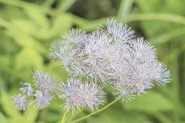 Akeleiblättrige Wiesenraute