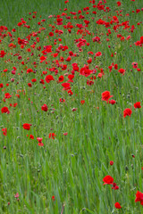 Many poppies in a field a cloudy sommer day