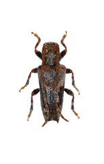 Lesser Thorn-tipped Longhorn Beetleon white Background  -  Pogonocherus hispidus (Linnaeus, 1758)