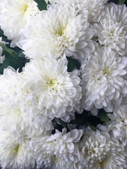 Beautiful white flowers asters 